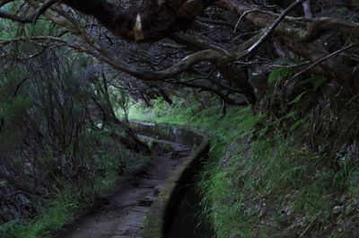 Footpath in forest