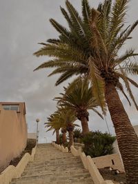 Palm trees against sky