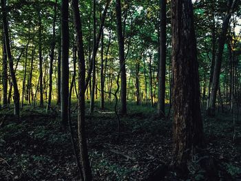 Trees in forest