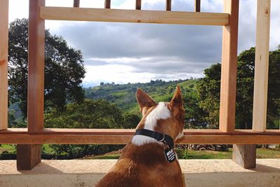 Close-up of horse against sky