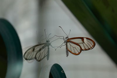 Reflection of a transparent butterfly on glass