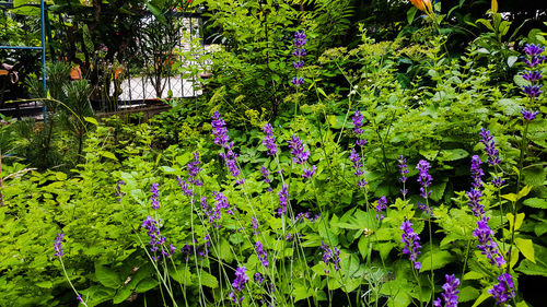 Purple flowering plants in garden