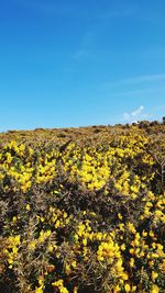 Scenic view of gorse against blue sky