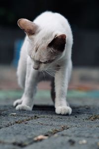 Close-up of cat