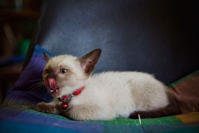 Close-up of a cat lying down