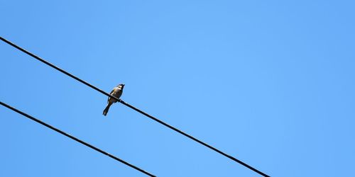 Low angle view of bird perching on cable