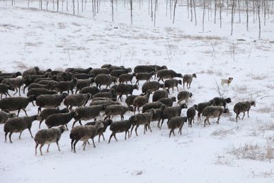 Flock of sheep on snow covered field