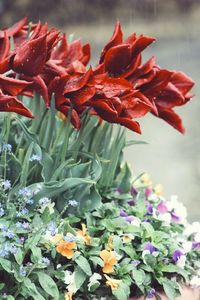 Close-up of red flowers blooming outdoors