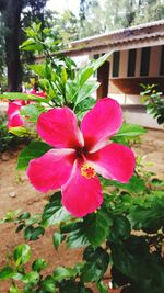 Close-up of pink hibiscus blooming outdoors