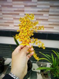 Close-up of hand holding yellow flowering plant