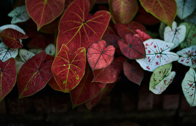 leaf