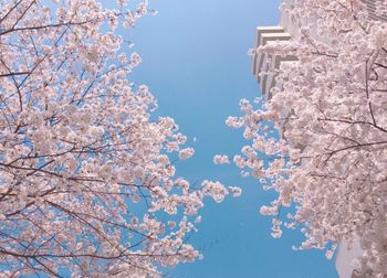 Low angle view of blooming tree against blue sky