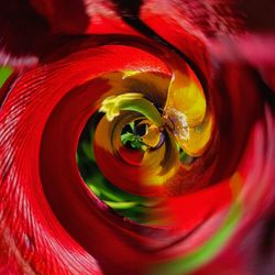 Close-up of red rose