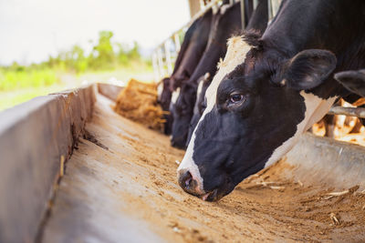 High angle view of cow in pen