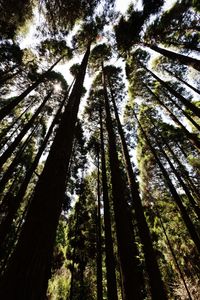 Low angle view of bamboo trees