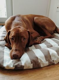 Dog relaxing on sofa