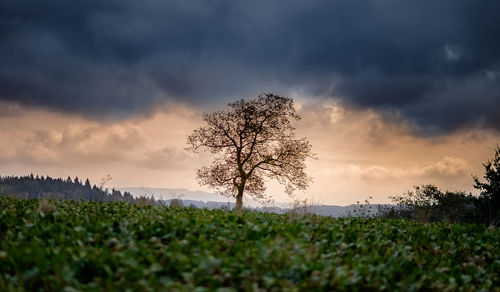 Tree on field against sky during sunset