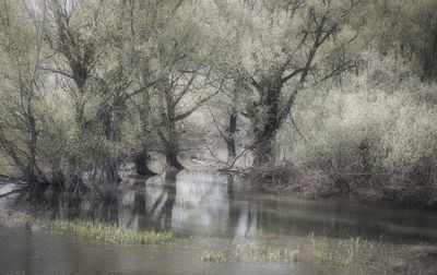 Trees by river in forest