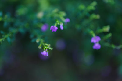 Close-up of purple flowering plant