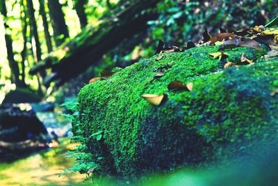 Close-up of moss growing on tree trunk