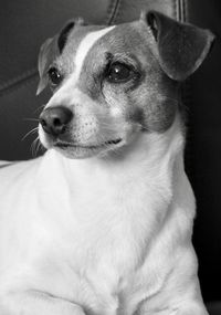 Close-up portrait of dog