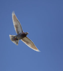 Low angle view of seagull flying