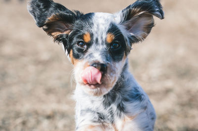 Close-up portrait of dog sticking out tongue