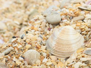 Close-up of seashell on pebbles