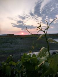 Close-up of plants on land against sky during sunset