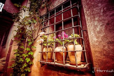 Low angle view of potted plants on window of building