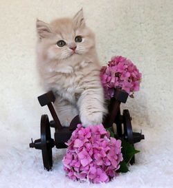 View of cat with pink flower