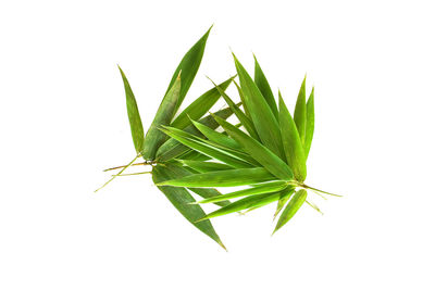 Close-up of fresh green plant against white background