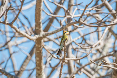 Low angle view of bird perching on bare tree