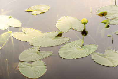 High angle view of lotus water lily in lake