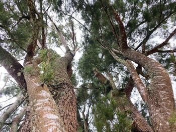 Low angle view of trees in forest