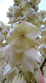 Close-up of white flowering plant