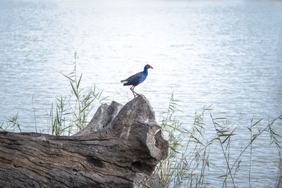 Bird perching on wooden post in lake