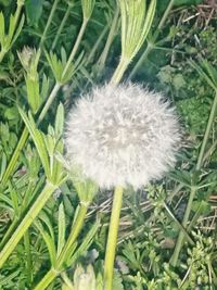 dandelion