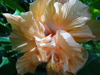 Close-up of yellow flowers