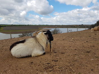 View of ram resting on ground