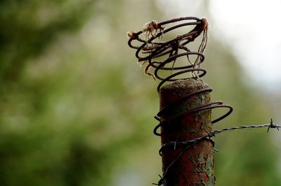 Close-up of rope tied to wooden post