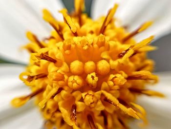 Close-up of yellow flower