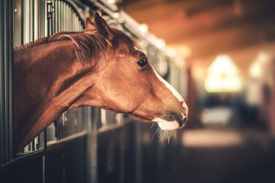 Close-up of horse in stable