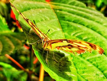 Close-up of butterfly on leaf