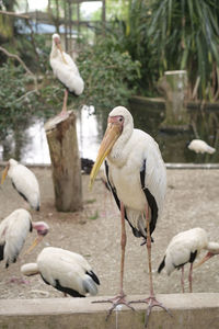 Birds in park