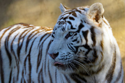 Close-up of white tiger