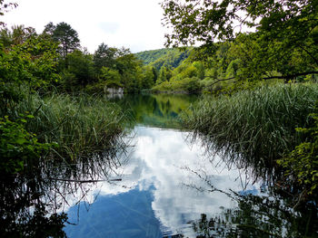 Scenic view of lake in forest against sky