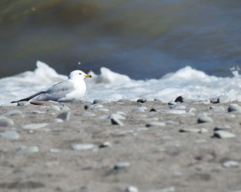 Seagulls perching on a land