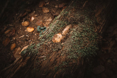 High angle view of moss growing on tree trunk
