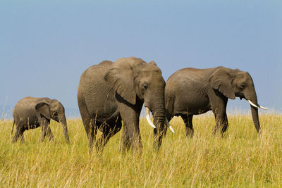 Elephants on field against clear sky